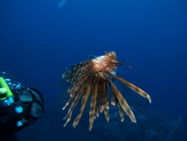 IMG 3172 Dead Lionfish